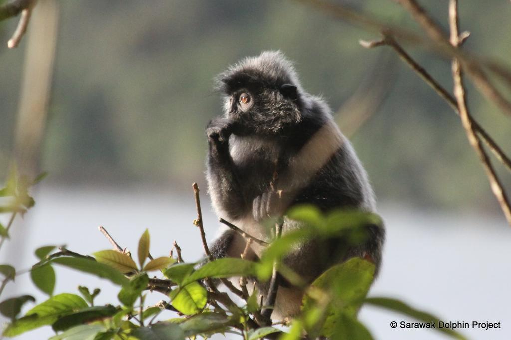 Permai Rainforest Santubong